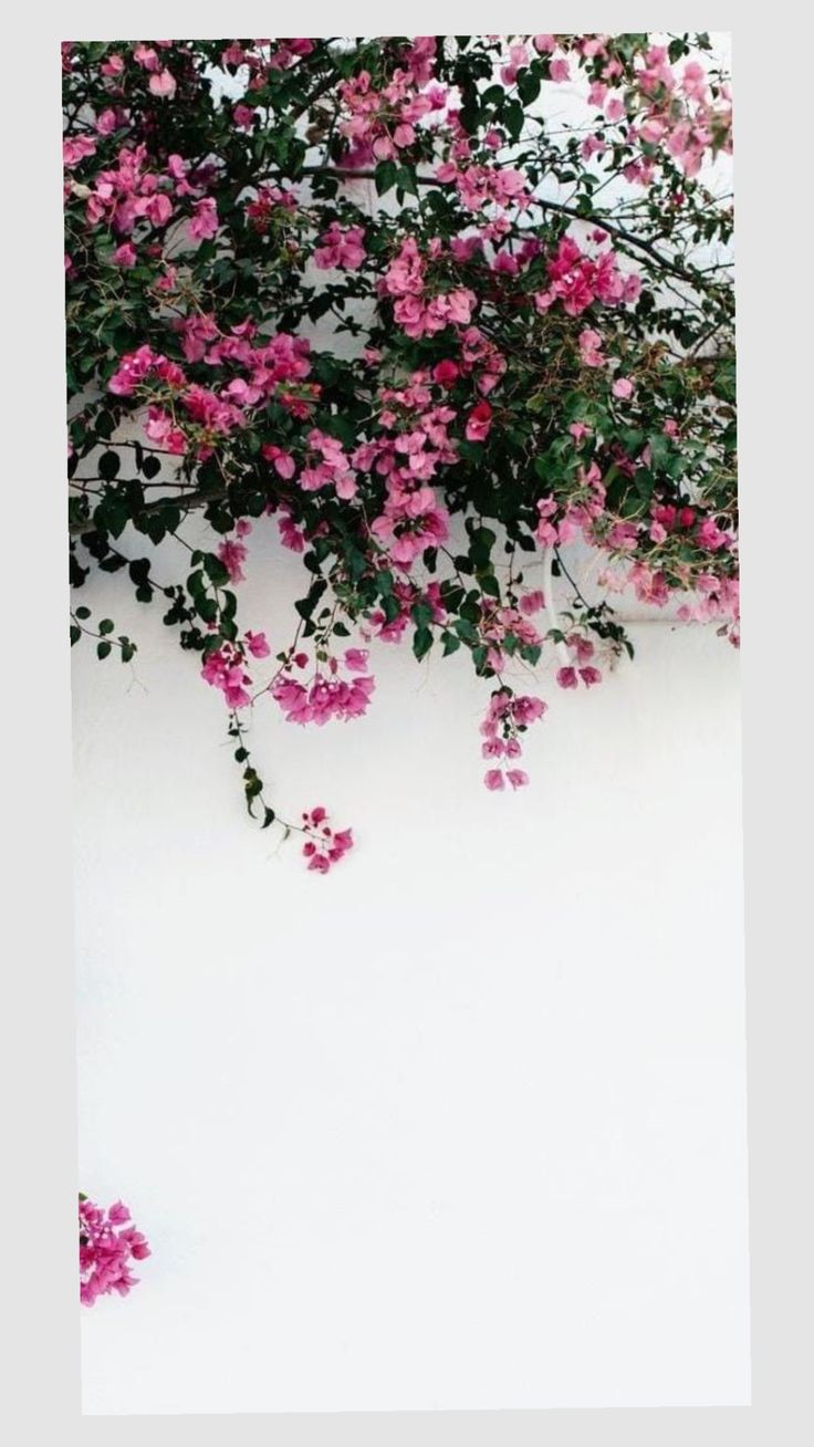 Bougainvillea