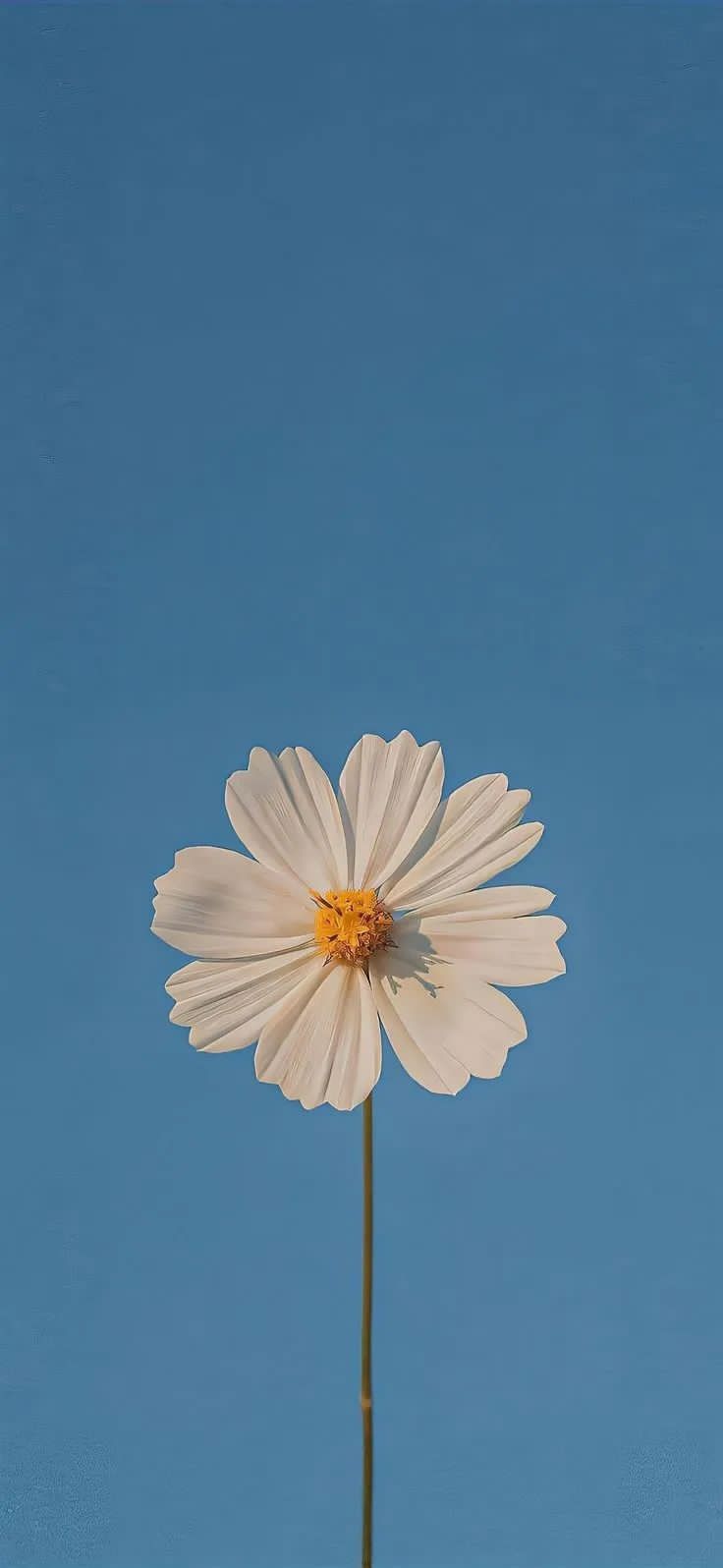 Daisy