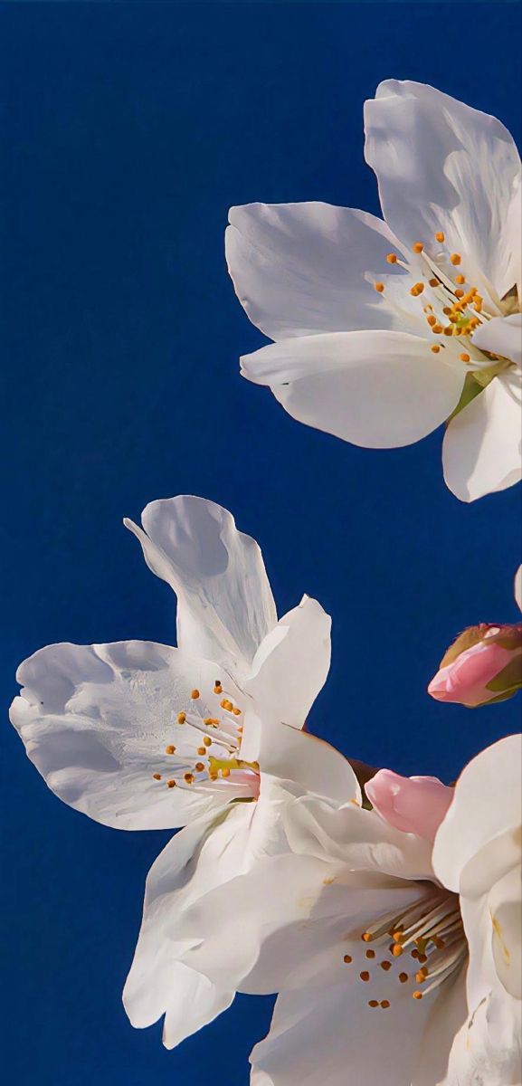 Winter Bloom