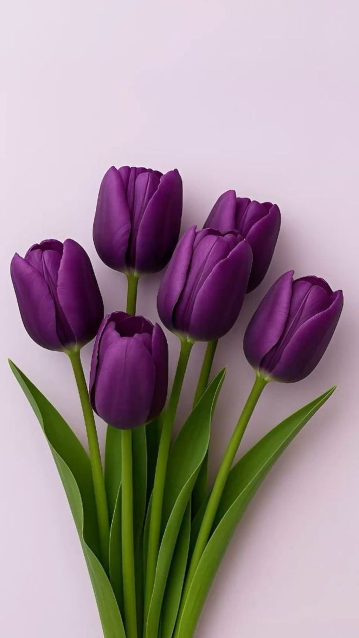 Purple Possibilities
